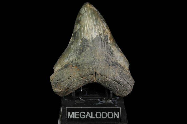 Serrated, Fossil Megalodon Tooth - South Carolina #116739